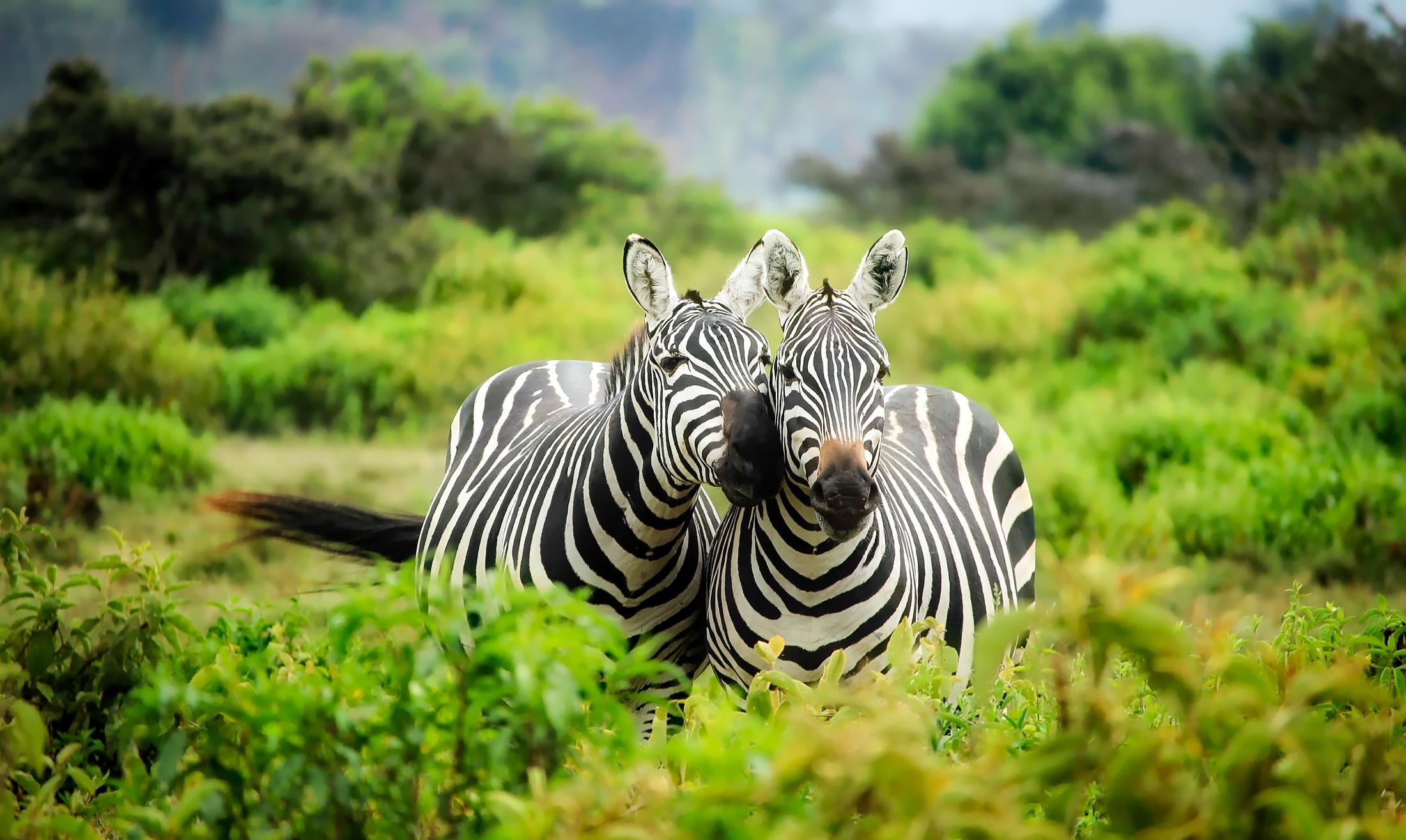 Kenya — visa for UAE residents