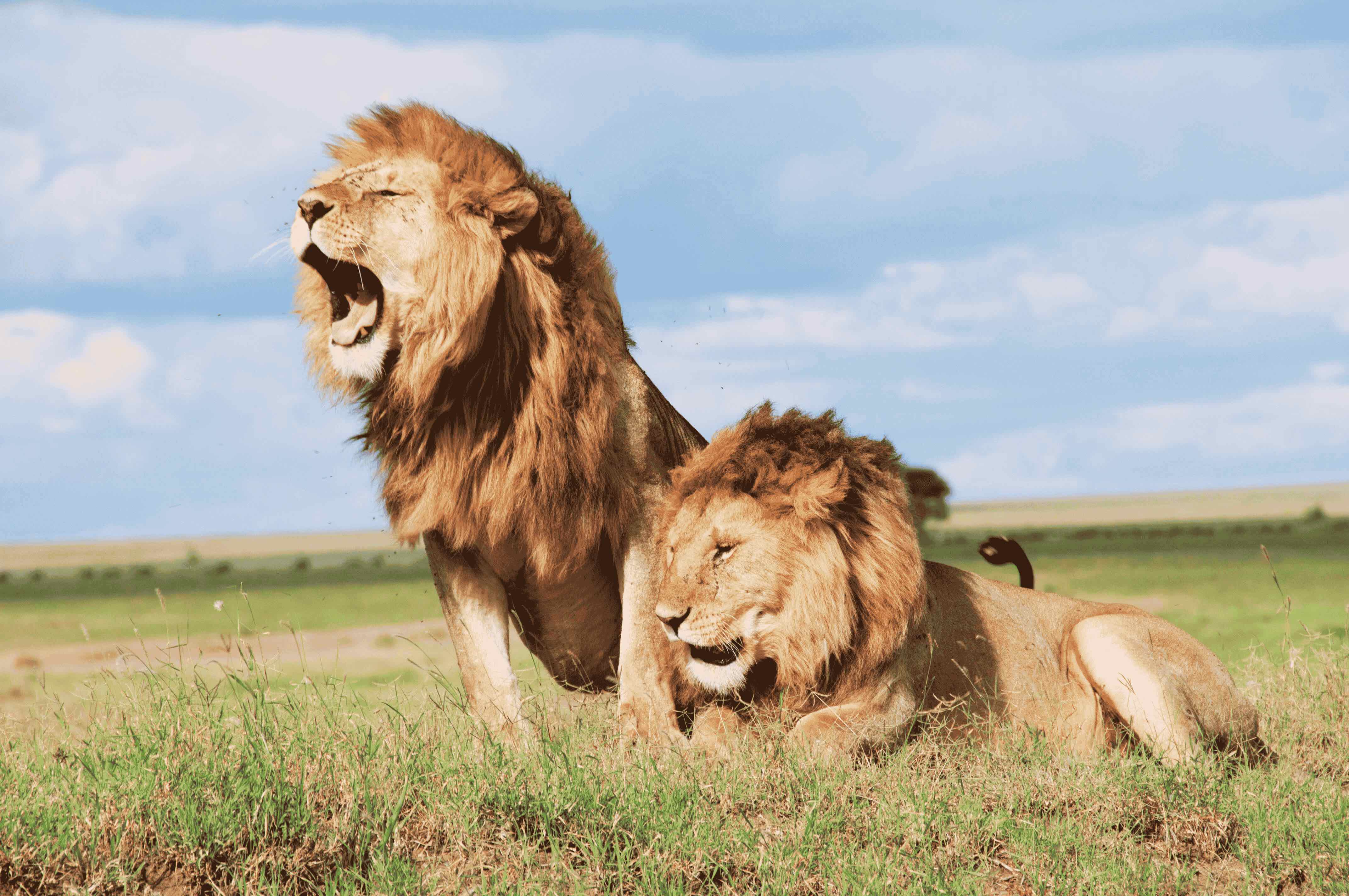 Tanzania — visa for UAE residents